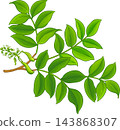 Myroxylon Branch Colored Detailed Illustration 143868307