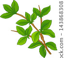 Myrrh Branch Colored Detailed Illustration 143868308