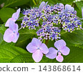 繡球花為雨季增添了色彩。 143868614