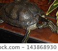 Red-eared slider turtle in indoor terrarium on basking platform 143868930