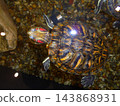 Red-eared slider turtle in freshwater aquarium over pebble substrate, top view 143868931
