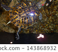 Red-eared slider turtle in freshwater aquarium, overhead view on gravel 143868932