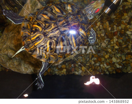 Red-eared slider turtle in freshwater aquarium, overhead view on gravel Red-eared slider turtle in freshwater aquarium, overhead view on gravel 143868932