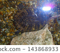 Pond slider turtle underwater in shallow aquarium on river pebbles 143868933