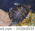Red-eared slider turtle in freshwater aquarium over pebble substrate 143868934