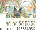 Long-haired German Shepherd dog peeking over concrete garden wall in backyard 143868935