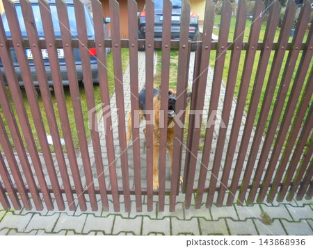 German Shepherd guard dog behind wooden fence at suburban driveway, daytime German Shepherd guard dog behind wooden fence at suburban driveway, daytime 143868936