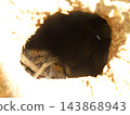 Hollow tree trunk interior with leaf litter on forest floor in daylight 143868943