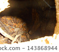 Hollow deciduous tree trunk cavity with dry leaves and twigs in autumn forest 143868944