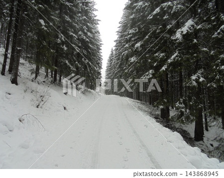 Spruce forest road in winter with fresh snow, overcast day 143868945