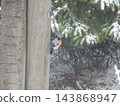 Eurasian bullfinch male on wooden post beside snow-covered spruce in winter 143868947