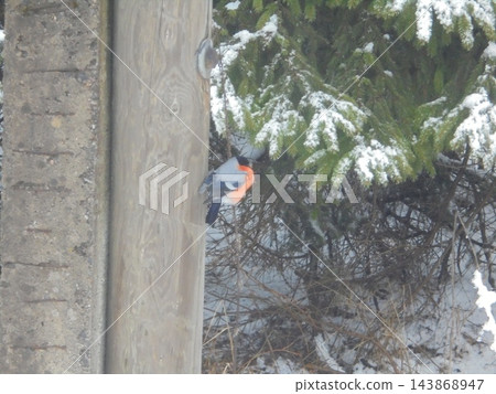 Eurasian bullfinch male on wooden post beside snow-covered spruce in winter Eurasian bullfinch male on wooden post beside snow-covered spruce in winter 143868947