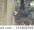 Eurasian bullfinch male perched on wooden post in snowy woodland 143868948
