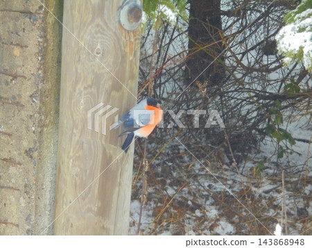 Eurasian bullfinch male perched on wooden post in snowy woodland Eurasian bullfinch male perched on wooden post in snowy woodland 143868948