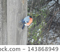 Eurasian bullfinch male perched on wooden post in winter forest 143868949
