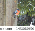 Eurasian bullfinch on wooden post in winter spruce forest, huddling in cold 143868950