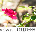 十月晴朗的秋日裡，小小的菊花競相綻放，美不勝收。 143869440