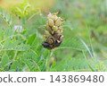 Astragalus cicer seeds in steppe slopes in sunny day. Grows in steppes, green forest glades, meadows and forest. Plant of legume family. 143869480