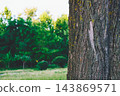 Trunk of tree on green smooth landscape.Place for text 143869571