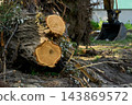 Construction site preparation.Stump trunk of felled tree 143869572
