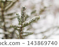 Pine tree branch covered with fresh snow 143869740