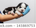 Newborn husky puppy sleeping in veterinarian's arms 143869753