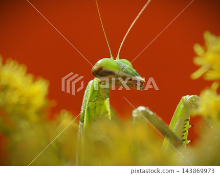 一隻螳螂在金雞菊上伏擊獵物(背景為紅色)。 一隻螳螂在金雞菊上伏擊獵物(背景為紅色)。 143869973