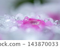 Drops on the petal 143870033