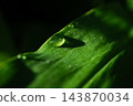 Water droplets on leaves 143870034