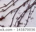 Ivy climbing the wall 143870036