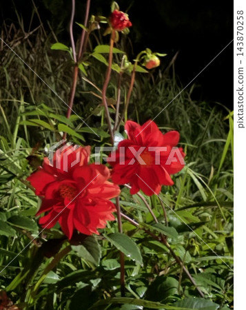 紅色的花 紅色的花 143870258