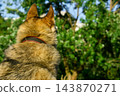loyal Siberian Laika Husky dog faithfully awaits its owner 143870271