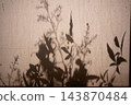 Monochrome tree shadows 143870484