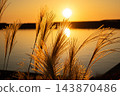 Susuki illuminated by the sunset 143870486