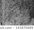 Snowing Forest 143870489