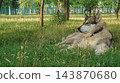 Calm relax.Laika is resting on grass meadow 143870680