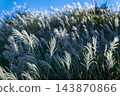 Silver grass blooming on Qixing Mountain in Taipei, Taiwan 143870866