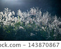 Backlit Silver Grass on Qixing Mountain in Taipei 143870867