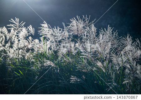Backlit Silver Grass on Qixing Mountain in Taipei Backlit Silver Grass on Qixing Mountain in Taipei 143870867