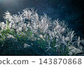 Silver Grass Glowing in Sunlight on Qixing Mountain, Taipei, Taiwan 143870868