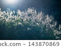 Backlit silver grass blooming on Qixing Mountain in Taipei, Taiwan 143870869
