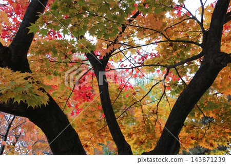 鮮紅的秋葉 鮮紅的秋葉 143871239