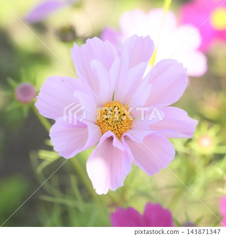 美麗的粉紅色波斯菊,花瓣呈管狀。 美麗的粉紅色波斯菊,花瓣呈管狀。 143871347
