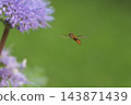 一隻食蚜蠅在秋日花園裡盛開的紫色菊花間飛舞。 143871439
