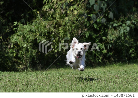 一隻黃金尋回犬（英國黃金尋回犬）在狗公園玩耍。 143871561