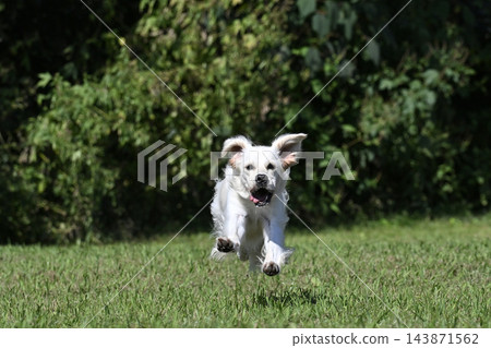 一隻黃金尋回犬(英國黃金尋回犬)在狗公園玩耍。 一隻黃金尋回犬(英國黃金尋回犬)在狗公園玩耍。 143871562