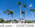 High long palm tree in summer vacation building architecture with blue sunny sky 143871606