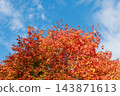 Autumnal sunny day. Seasonal leaves on tree. Natural autumn leaves. Autumn beauty of nature. Fall season nature. Fall leaves of maple tree. Autumn tree. Nature in fall season. Changing leaves 143871613