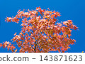 Natural autumn leaves. Autumn beauty of nature. Fall season nature. Fall leaves of maple tree. Autumn tree. Nature in fall season. Autumnal sunny day. Seasonal leaves on tree. Orange maple 143871623