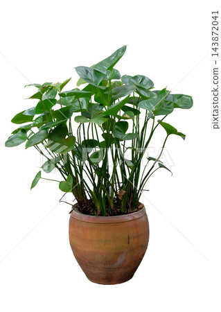 Homalomena expedita plant in pot Homalomena expedita plant in pot 143872041